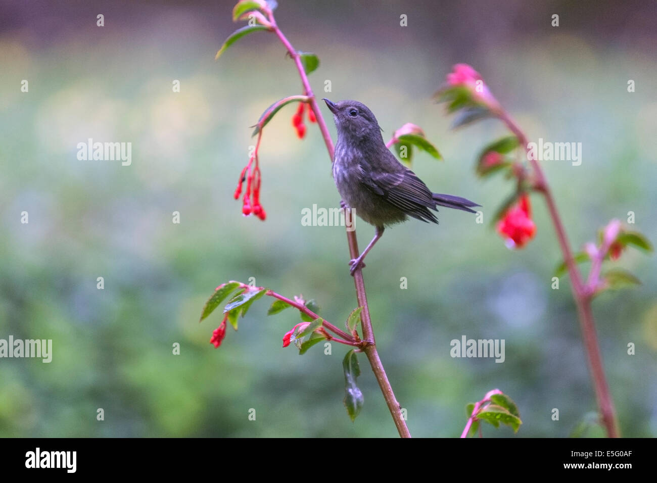 Bird hanging on a plant in  Hotel Finca Lerida Coffee Plantation and Boutique Hotel. Boquete Stock Photo