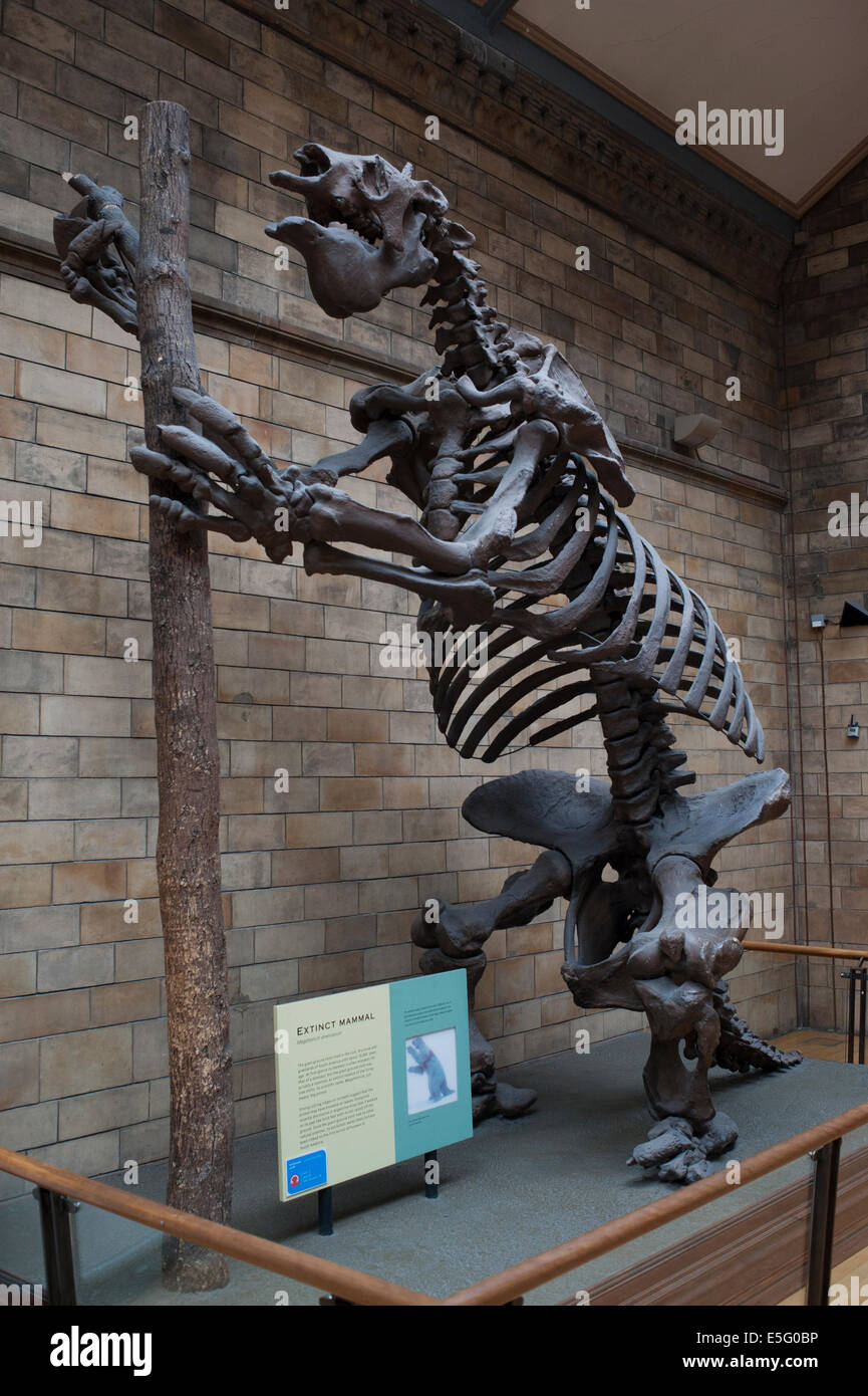Skeleton of extinct mammal giant ground sloth Megatherium americanum ...