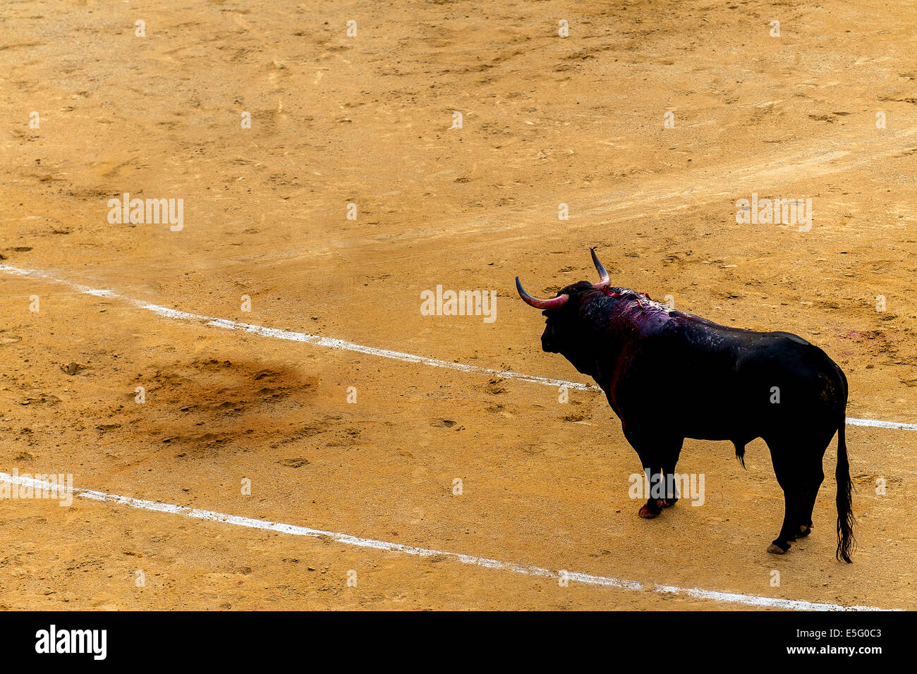 A bull in a typical Spanish bullfight Stock Photo