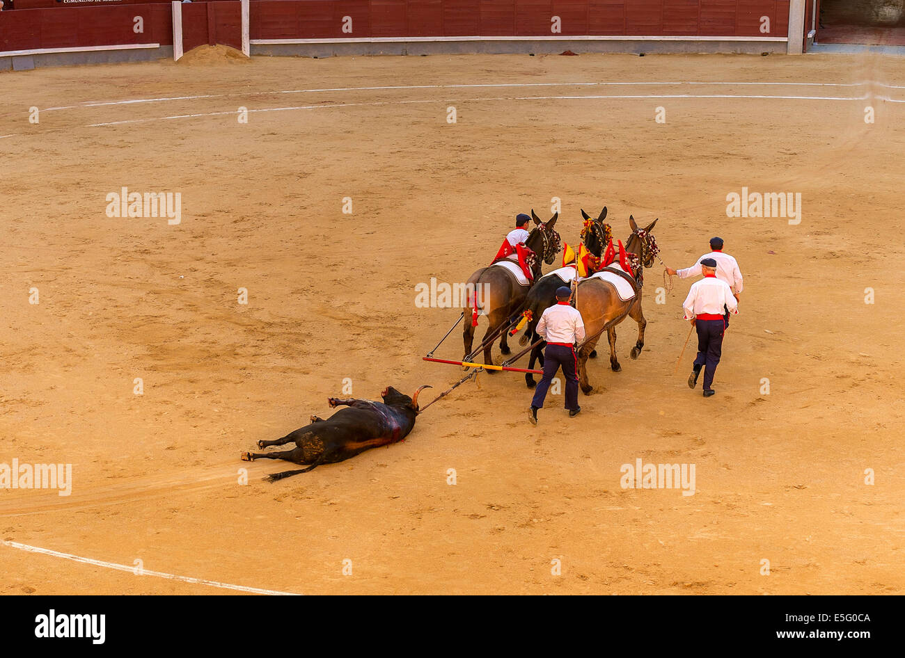 The dead bull being carried by the operators of the bullring Stock Photo