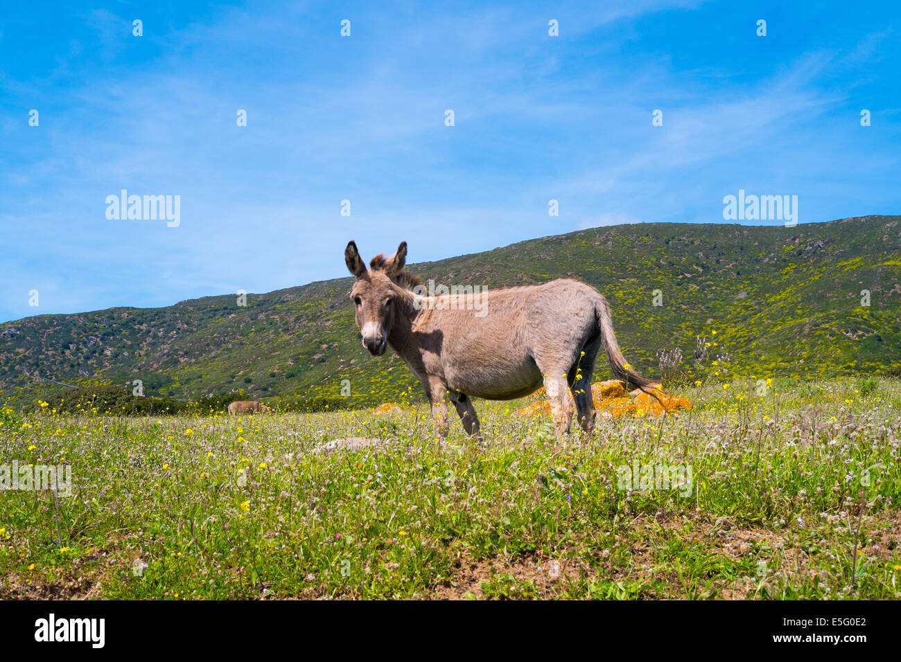 Sardinian donkey in Asinara island, Sardinia, Italy Stock Photo