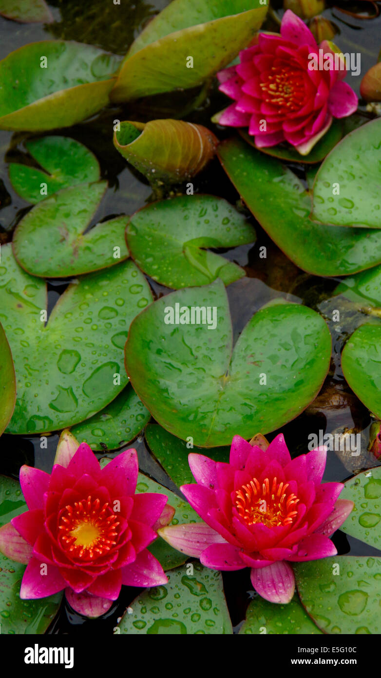 Red Lilies Stock Photo Alamy