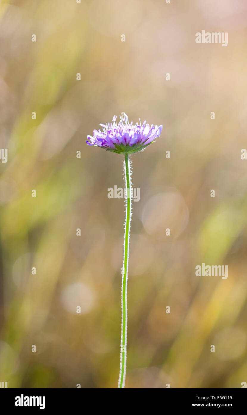 Tall flower tall plant hi-res stock photography and images - Alamy
