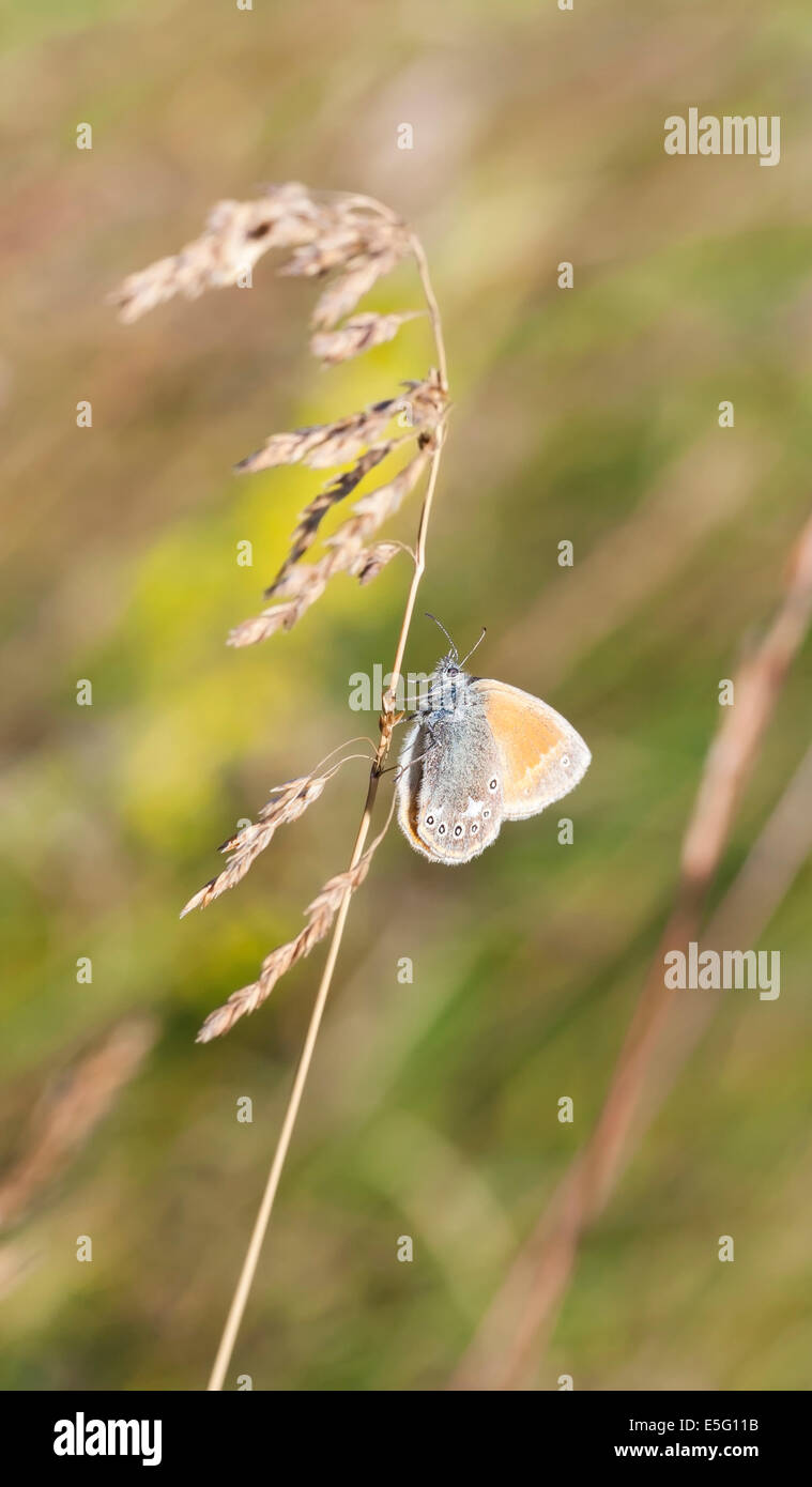 What Butterflies Have in Common with Straws