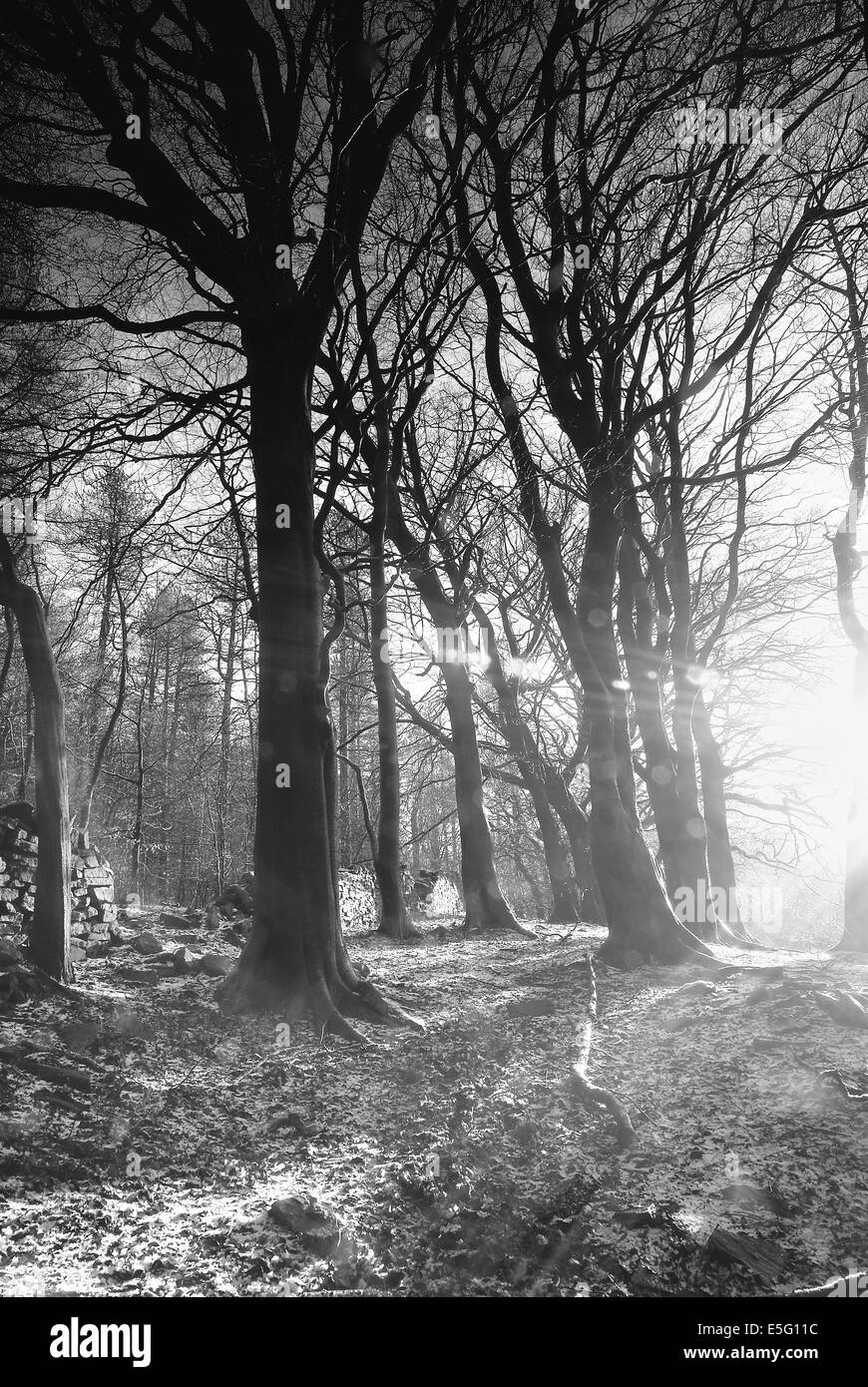 Winter stream flowing forest Black and White Stock Photos & Images - Alamy
