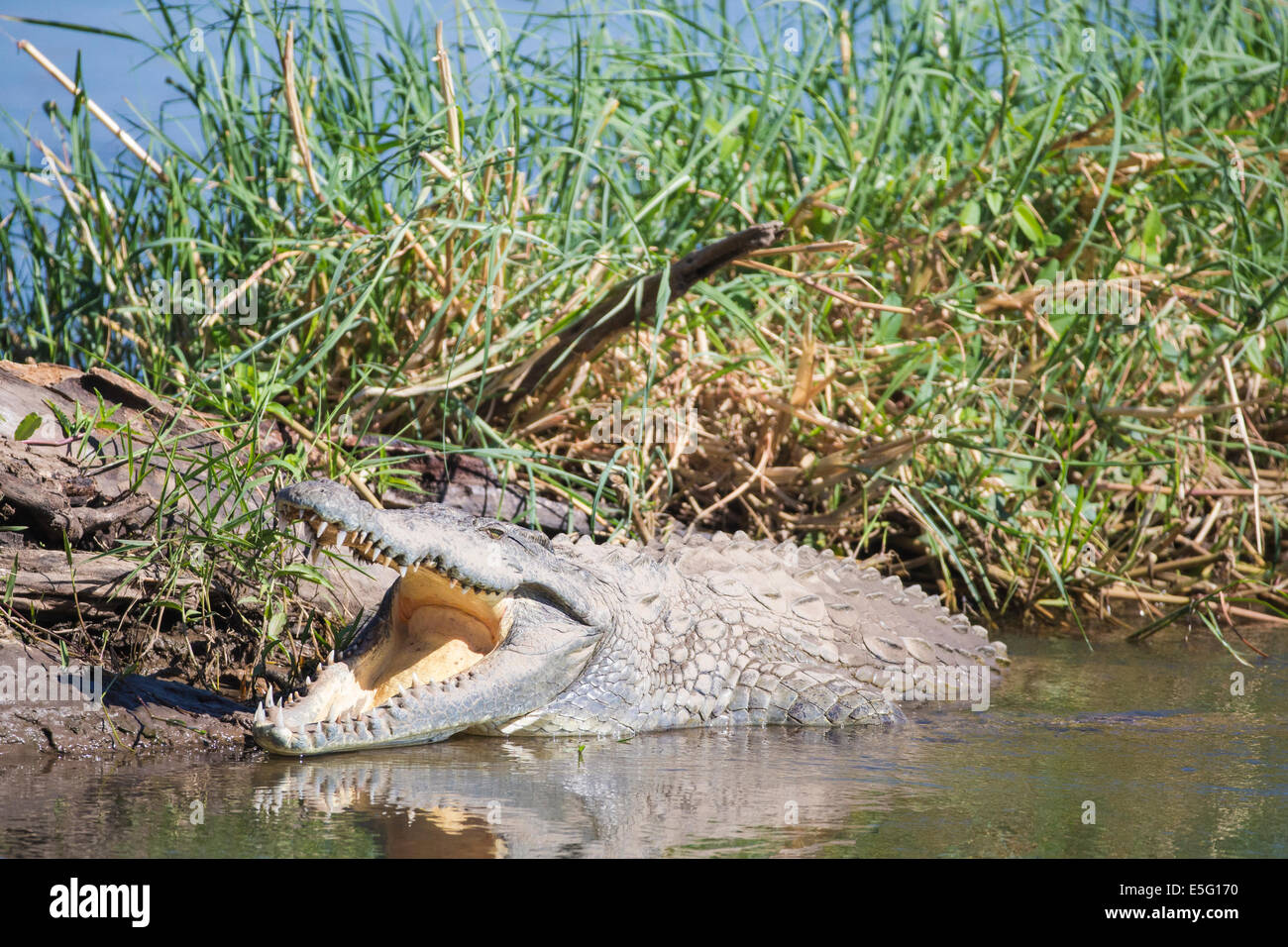 Nile Crocodile basking with mouth open Stock Photo