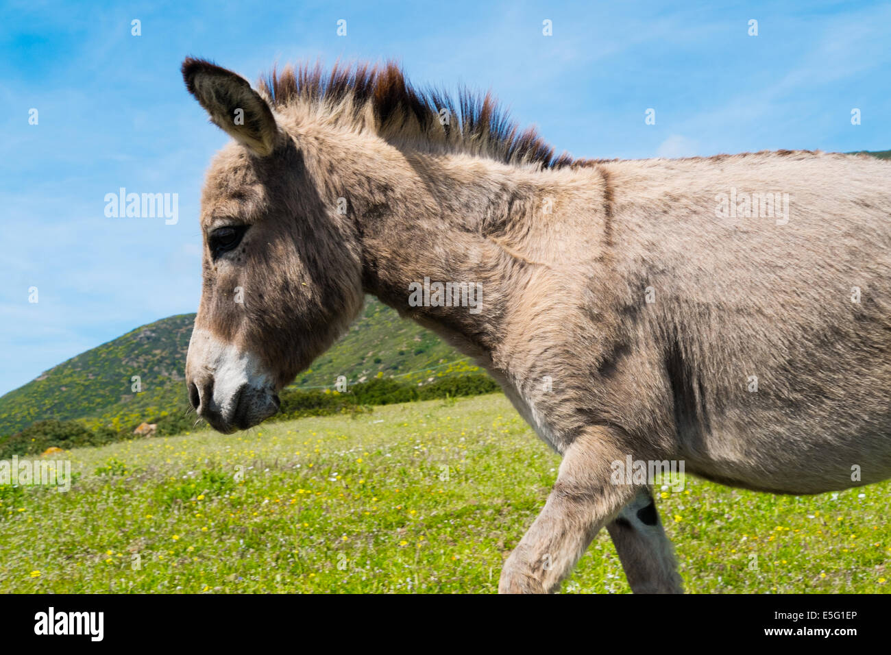 Sardinian donkey in Asinara island, Sardinia, Italy Stock Photo