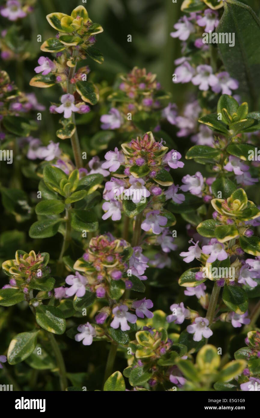Thymus 'Doone Valley' Stock Photo Alamy