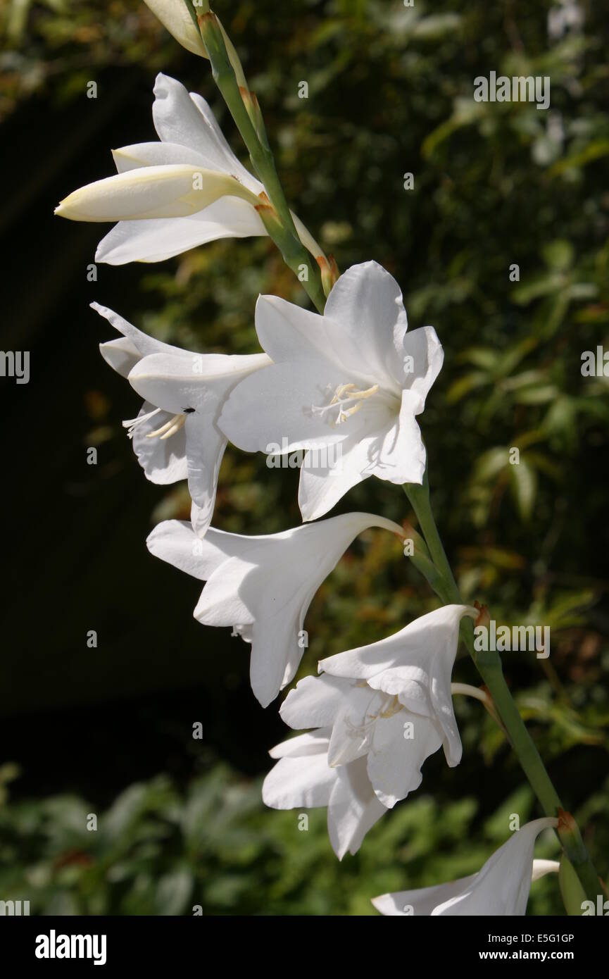 Watsonia 'Arderne's White' Stock Photo