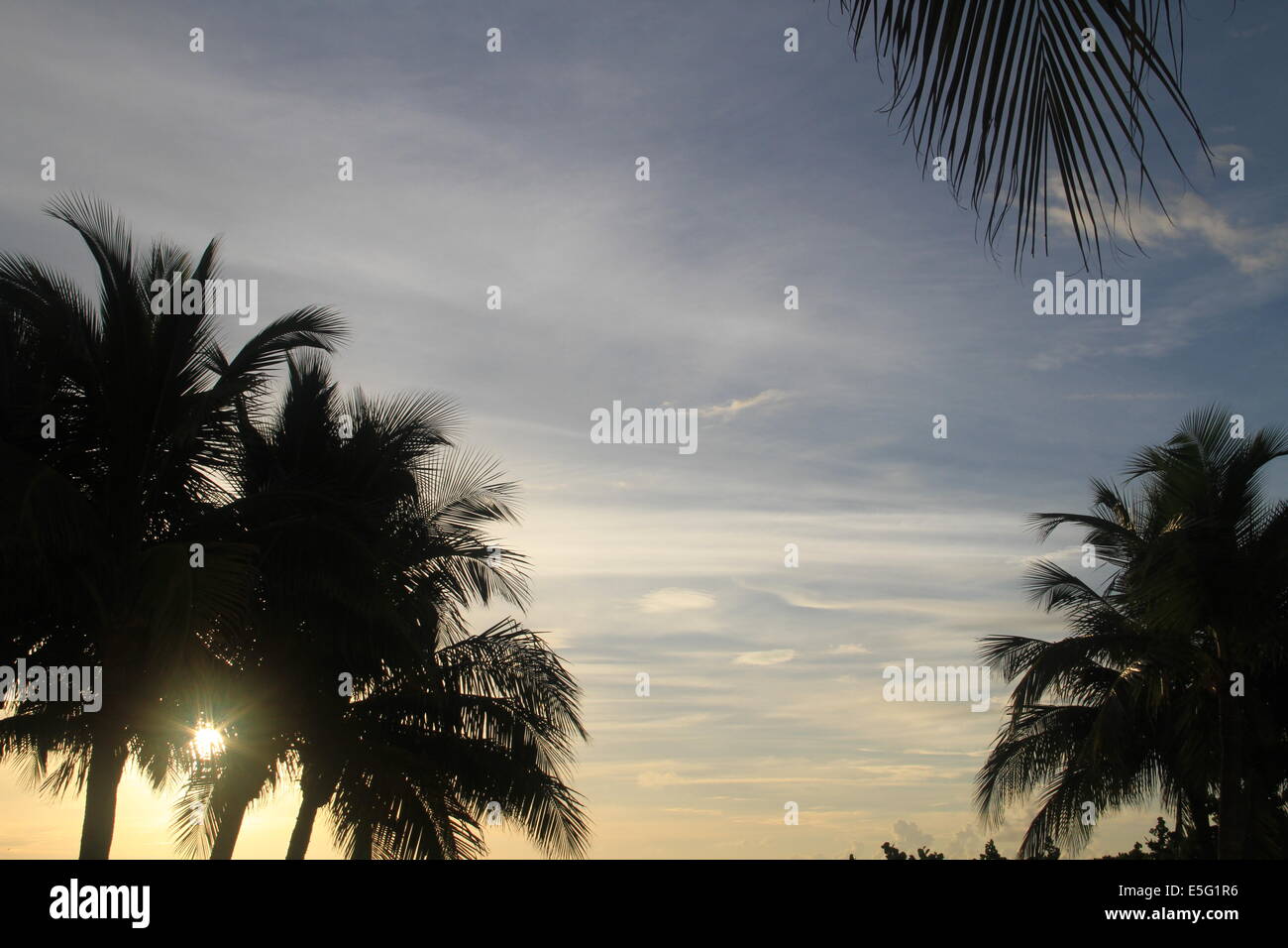 Palm trees sunrise hi-res stock photography and images - Alamy