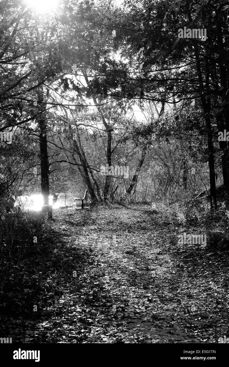 Sunlight on forest pond Black and White Stock Photos & Images - Alamy