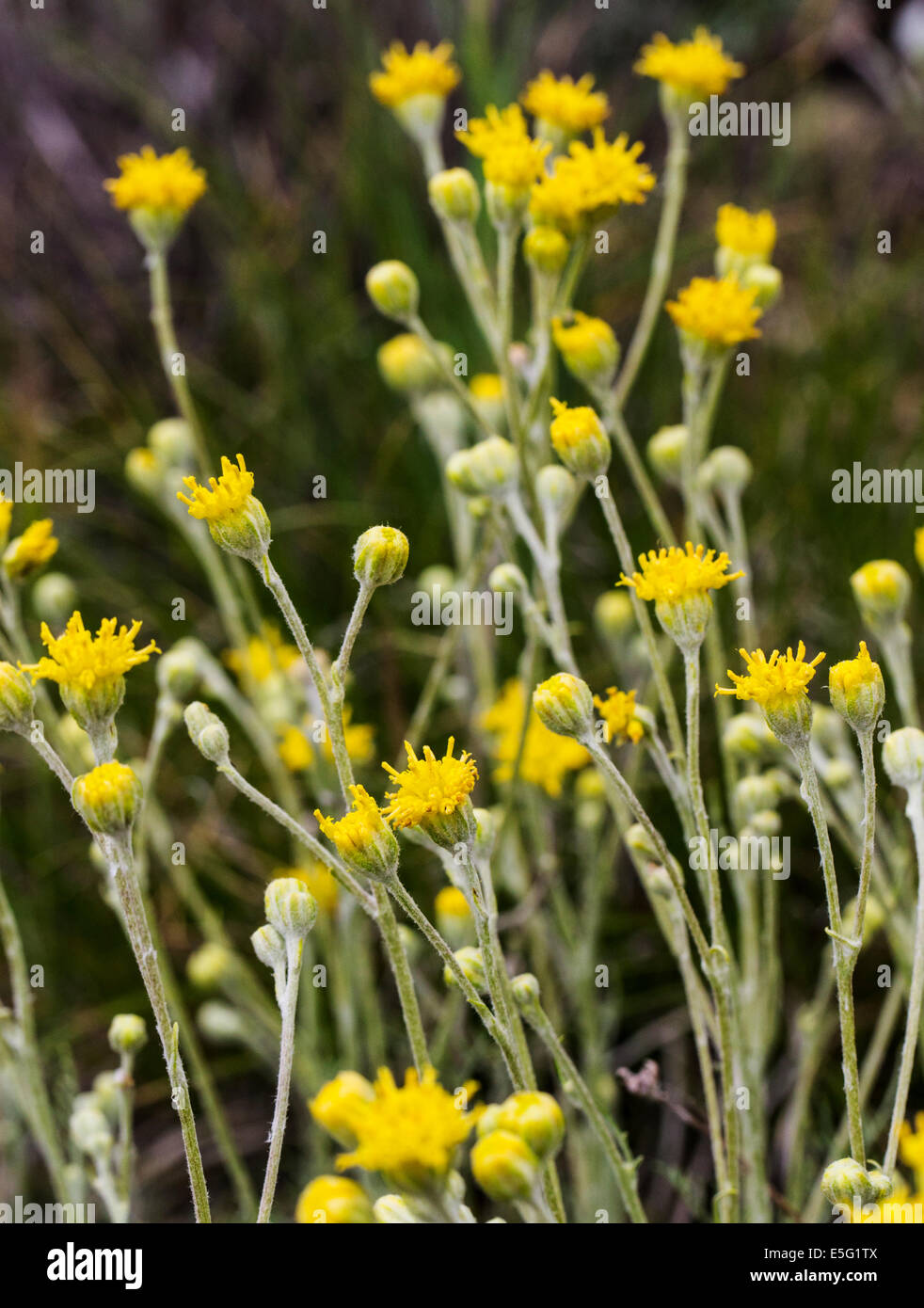 Hymenopappus filifolius; Asteraceae; Sunflower Family; Dusty Maiden; wildflowers in bloom, Central Colorado, USA Stock Photo