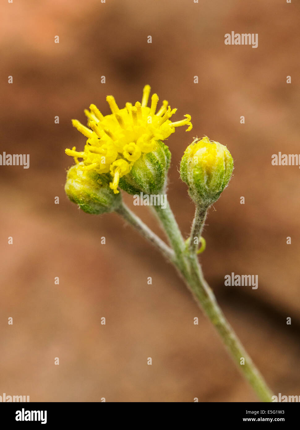 Hymenopappus filifolius; Asteraceae; Sunflower Family; Dusty Maiden; wildflowers in bloom, Central Colorado, USA Stock Photo