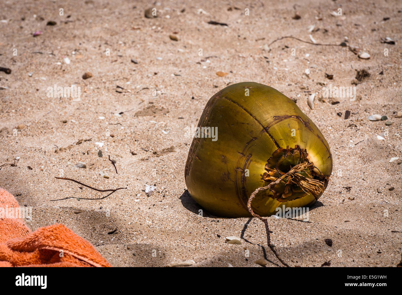 fresh coconuts on the sand in a dominican republic beach Stock Photo