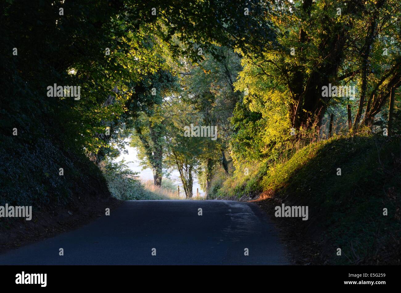 Country Lane At Twilight Stock Photo