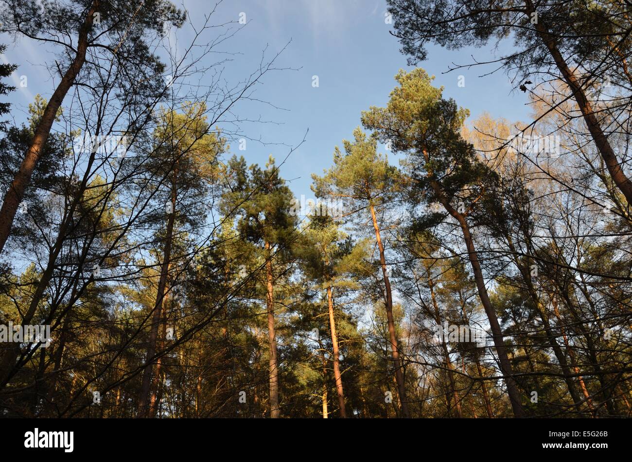 Pine Trees Against A Blue Sky Stock Photo - Alamy