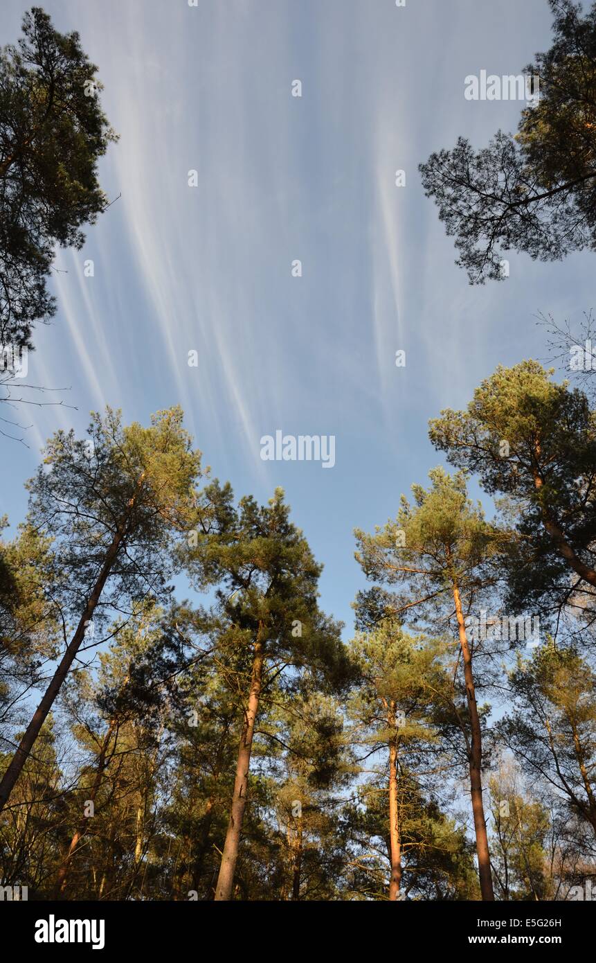Pine Trees Against A Blue Sky Stock Photo - Alamy