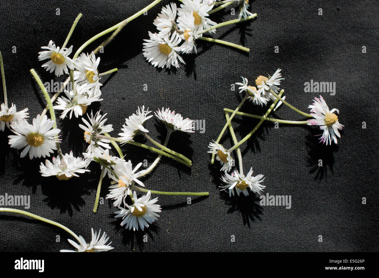 Cut daisies on black blanket Stock Photo
