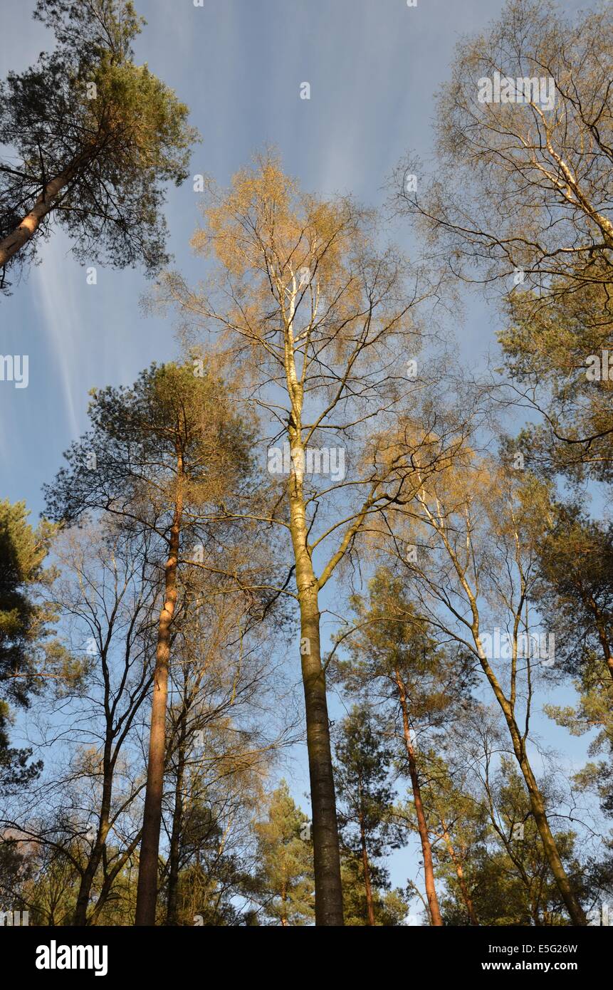 Pine Trees Against A Blue Sky Stock Photo - Alamy