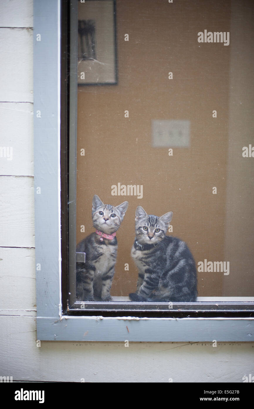Two kittens sitting on window sill Stock Photo