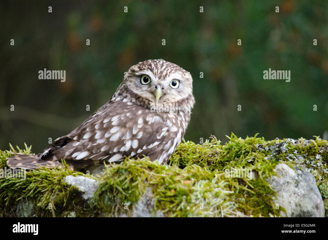 Little owl perched on mossy rock Stock Photo
