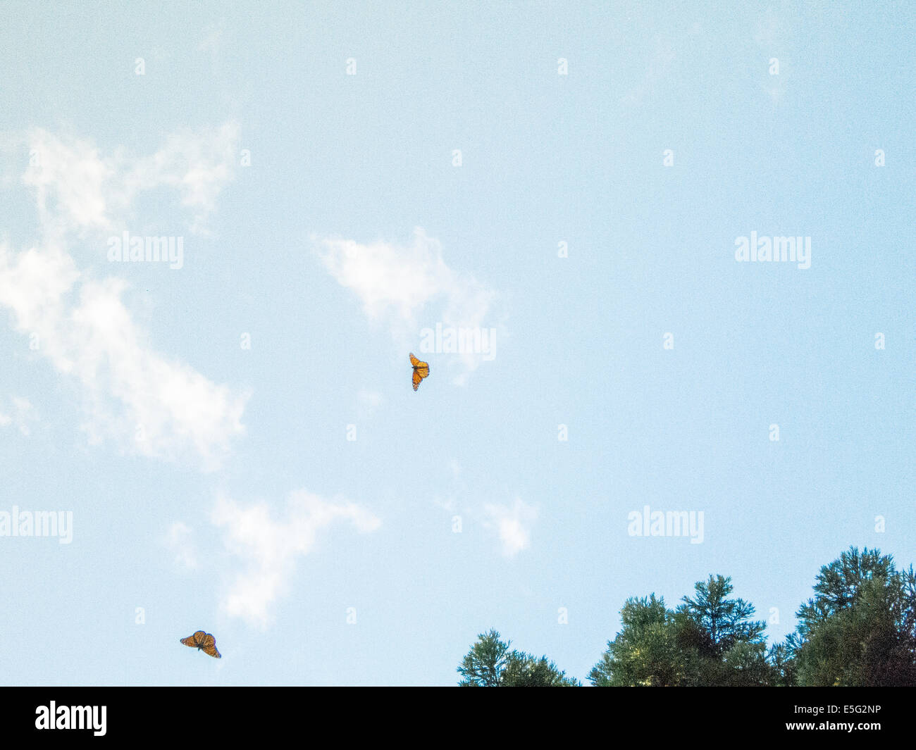 Vie of butterflies flying in sky Stock Photo