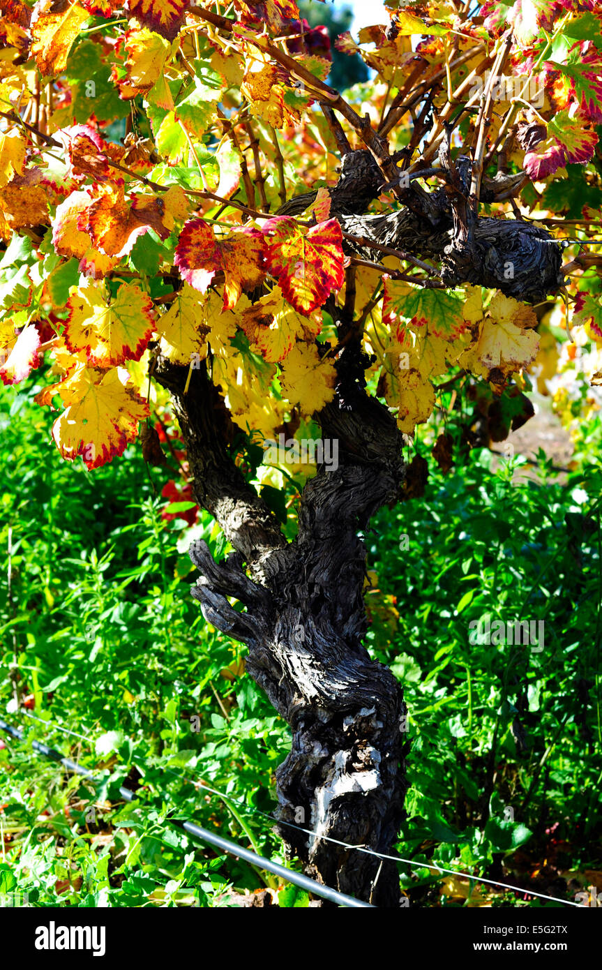 Close up of grape vine with autumn leaves in Australian winery vineyard. Stock Photo