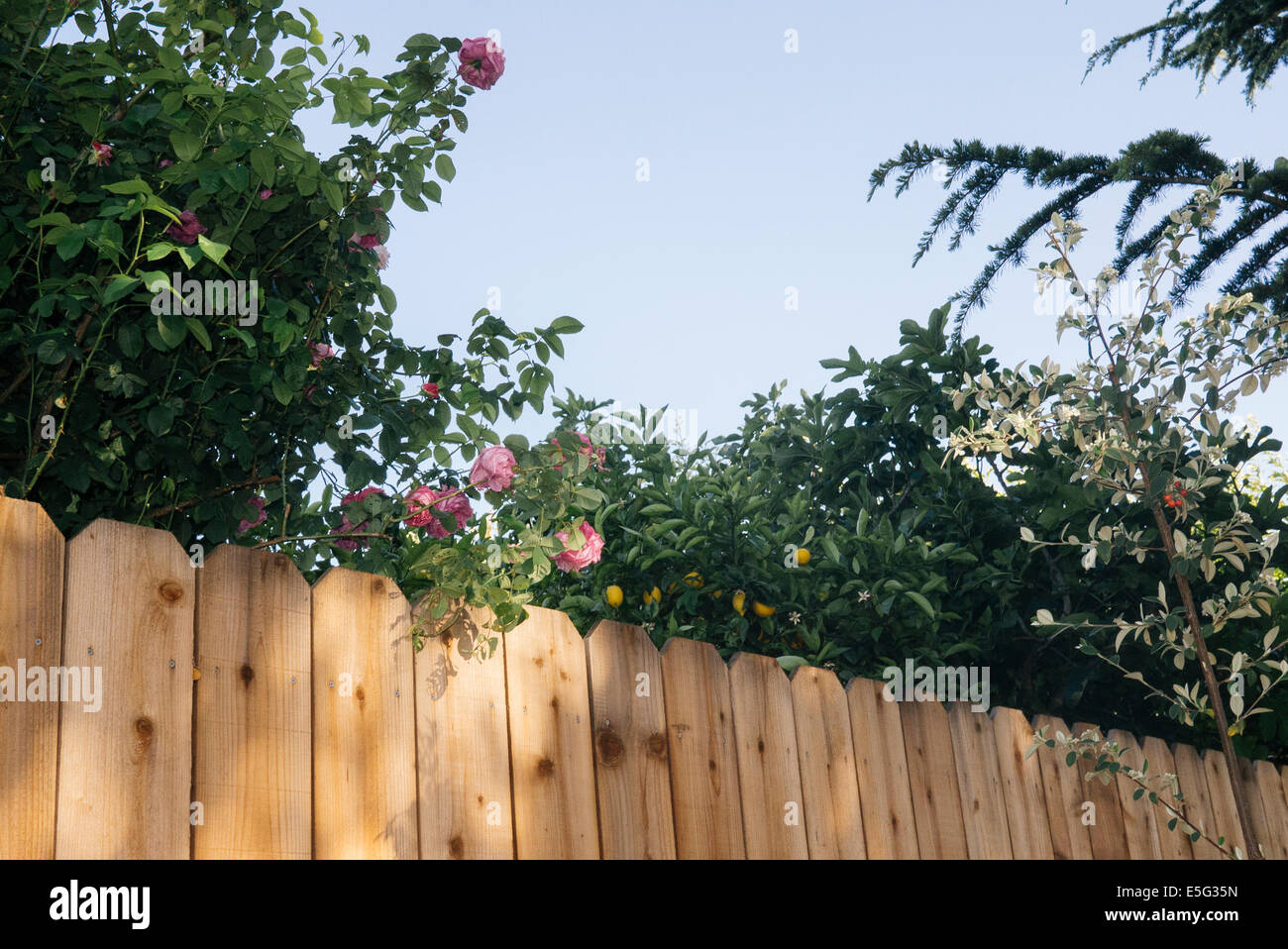View of fence in domestic garden Stock Photo