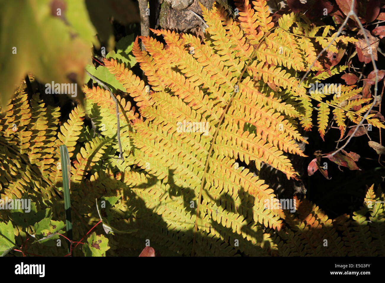 Tree fern shapes hi-res stock photography and images - Alamy