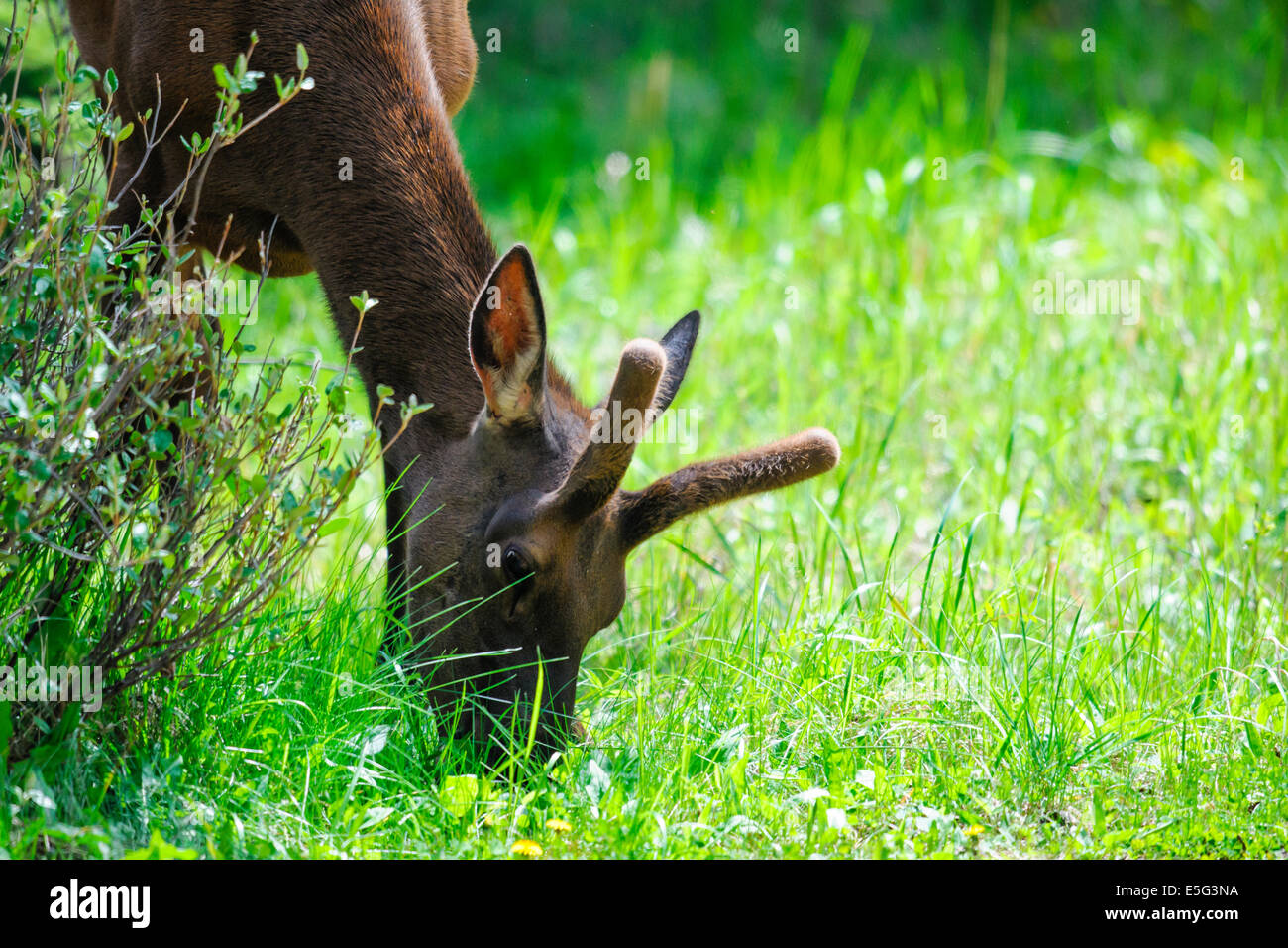 Velvet antlered wild Elk feeding on grass in springtime, Jasper ...