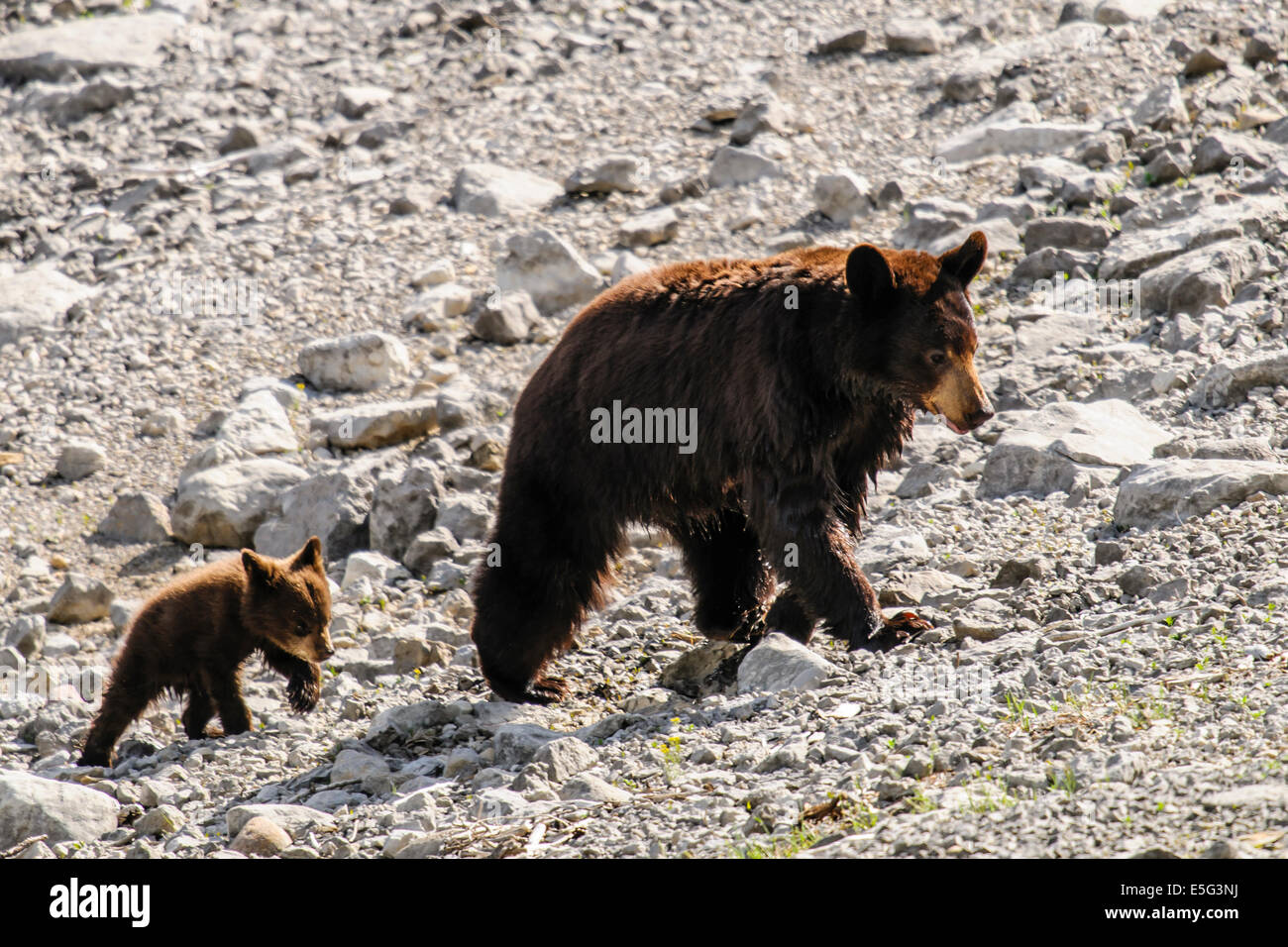 Brown bear and black bear hi-res stock photography and images - Alamy