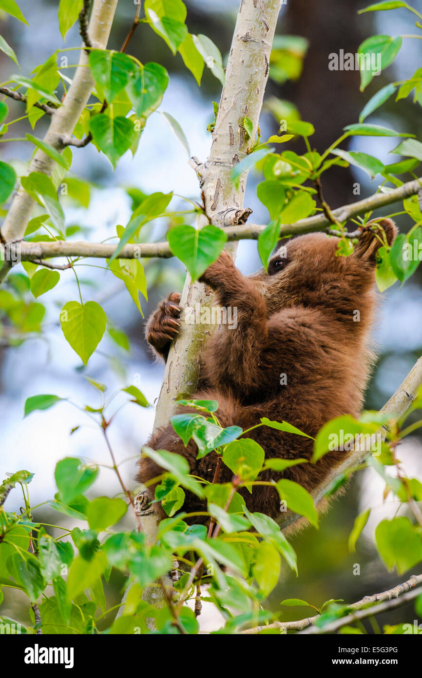 Wild Brown coloured Black Bear Cub climbing in a tree top Jasper National Park Alberta, Canada Stock Photo