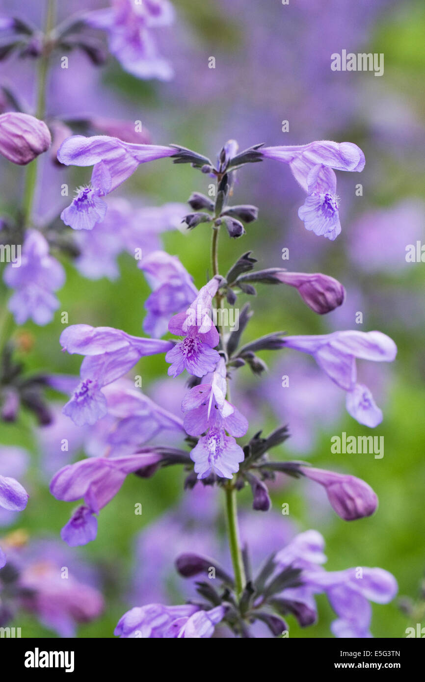 Salvia forskaohlei. Indigo Woodland Sage. Stock Photo