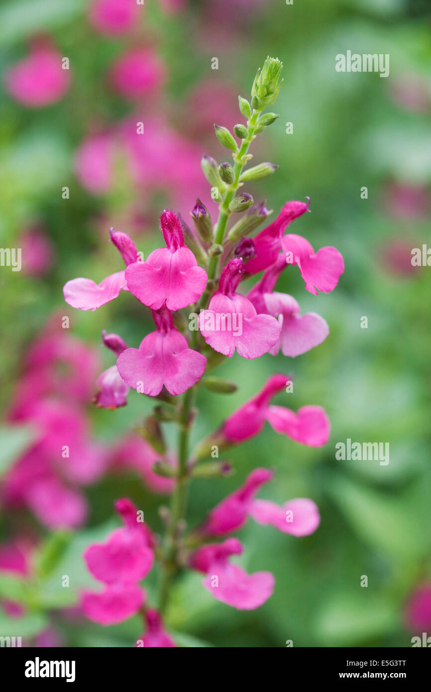 Salvia microphylla ‘Pink Blush’. Stock Photo