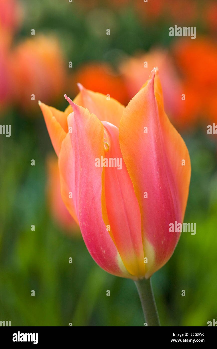 Tulipa 'Big Brother' in the garden. Stock Photo
