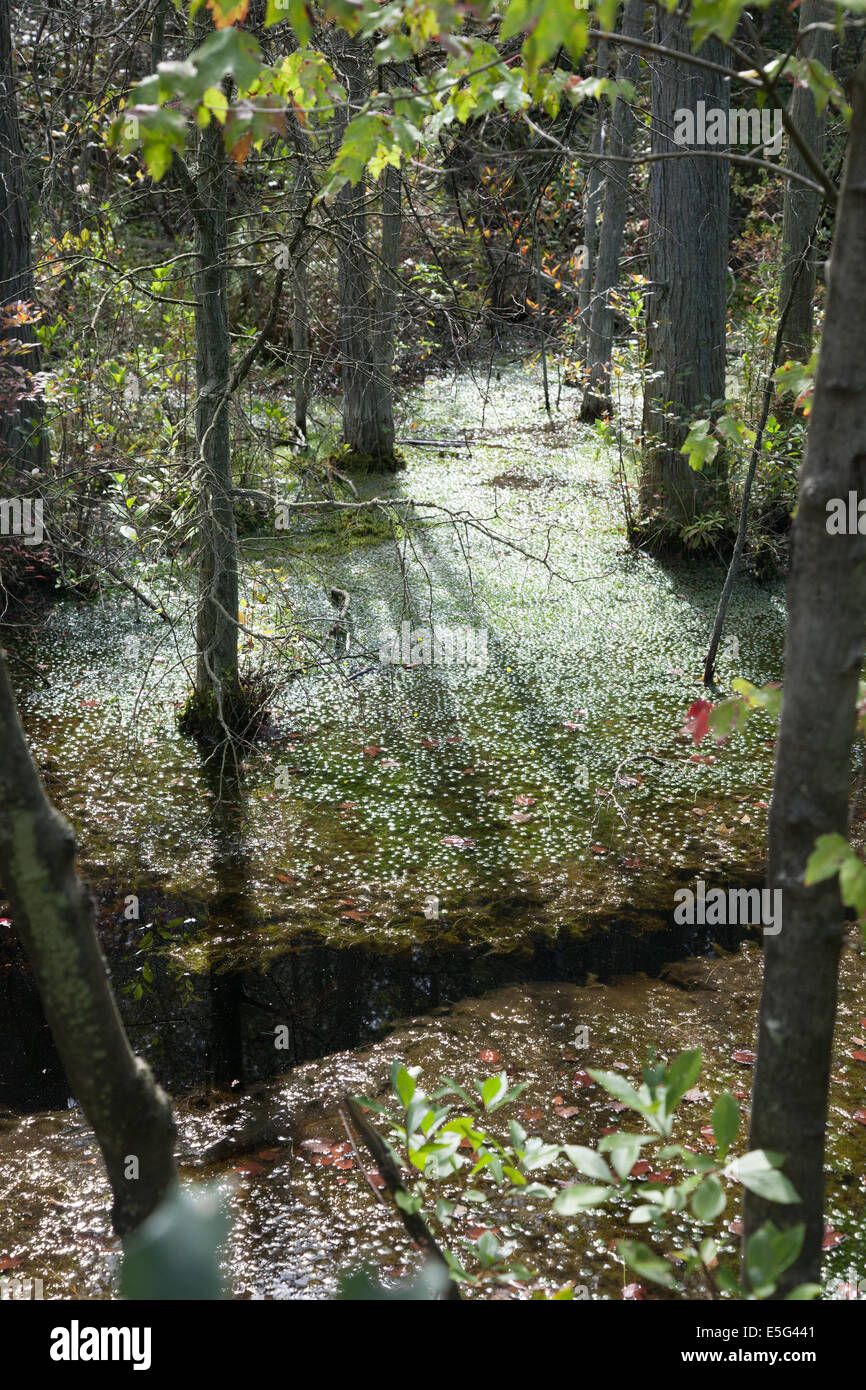 Tranquil Sun Dappled Stream At Double Trouble State Park Bayville Nj Stock Photo Alamy