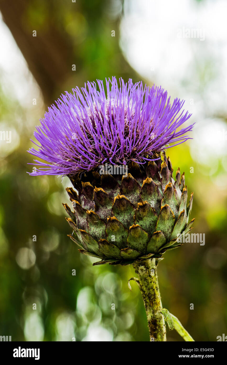 Strange pineapple style flower with purple bristles Stock Photo Alamy