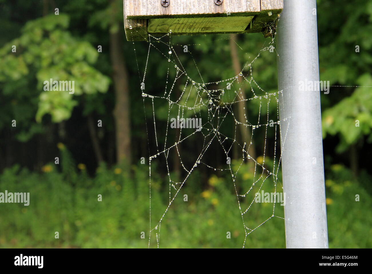 Dew Laden Spider Web Stock Photo