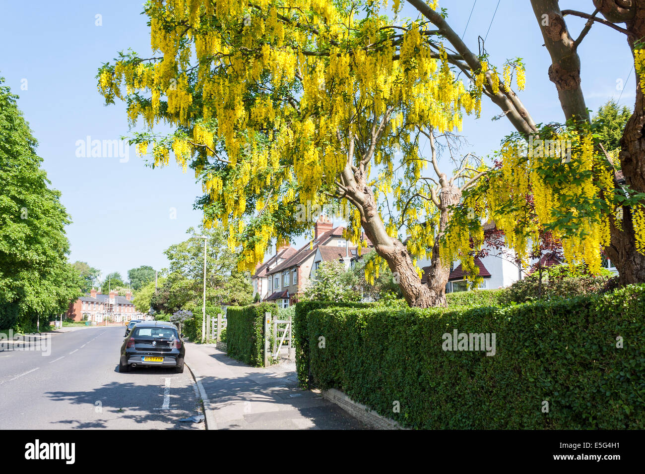 Common Laburnum, Laburnum anagyroides, in a suburban front garden. Reading, Berkshire, England, GB, UK. Stock Photo