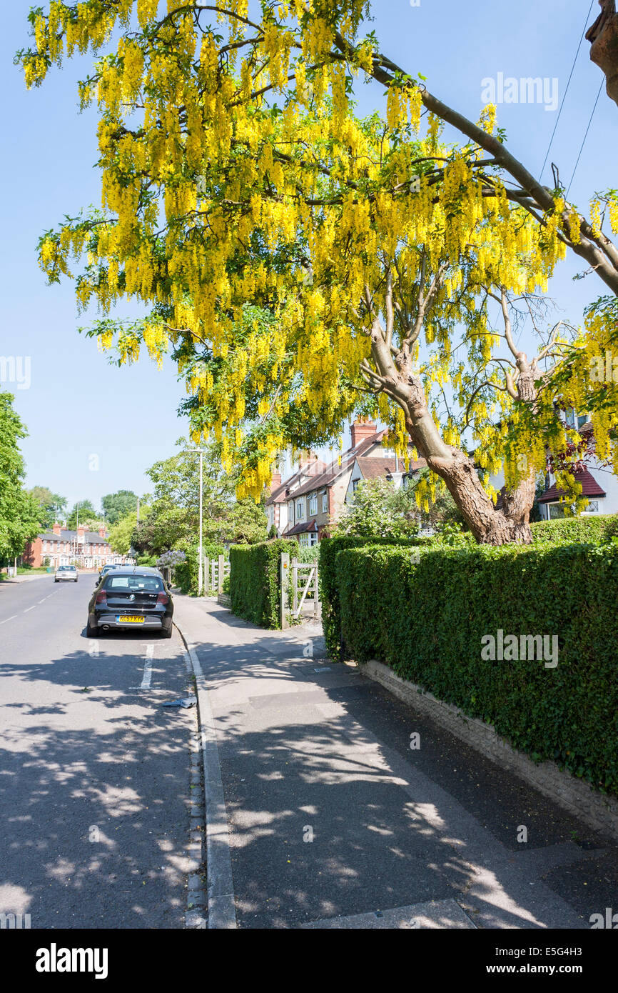 Common Laburnum, Laburnum anagyroides, in a suburban front garden. Reading, Berkshire, England, GB, UK. Stock Photo