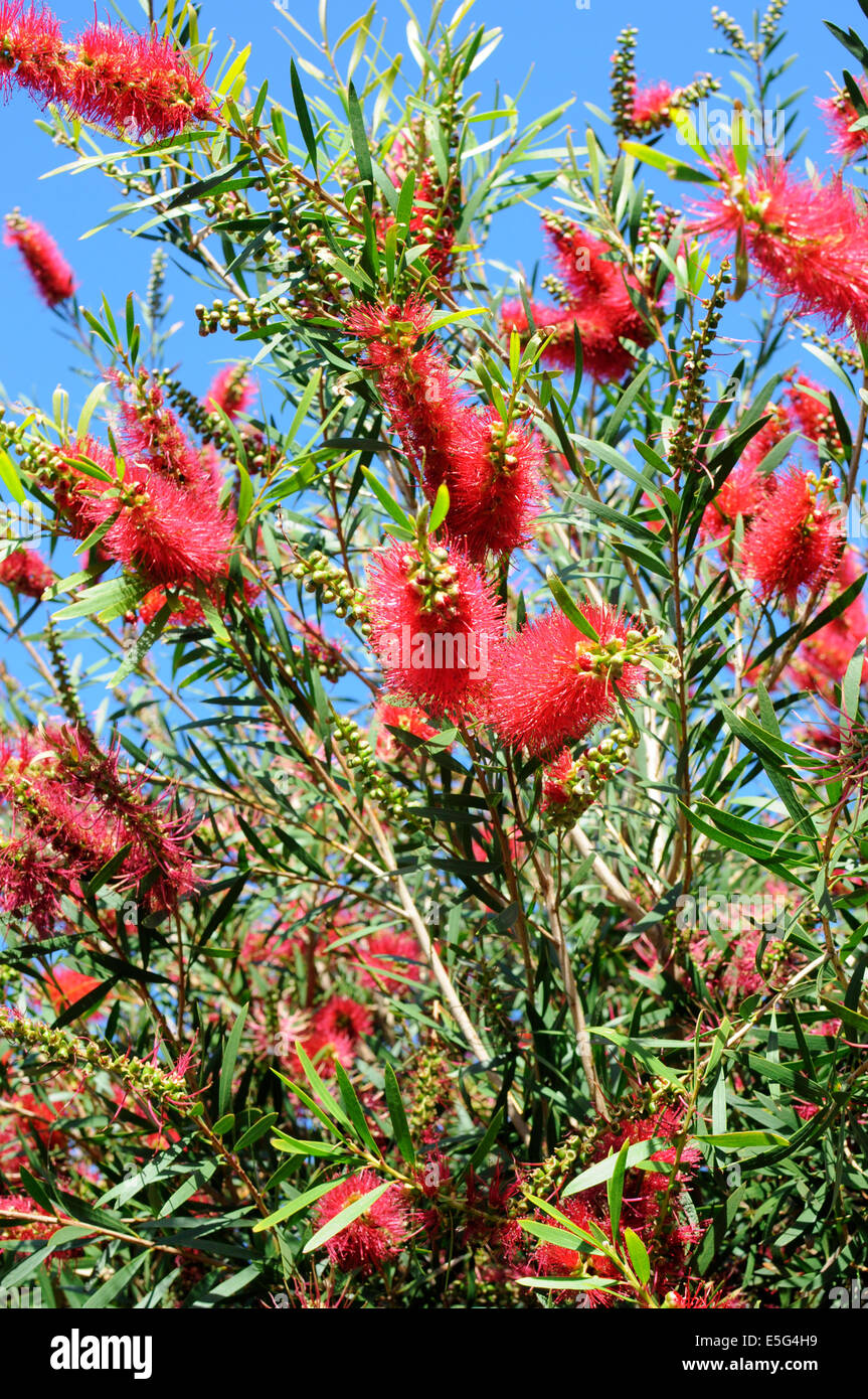 Red Flower of the Australian Bottle Brush Tree (Callistemon spp.) The name derives from the plant's flowers Stock Photo