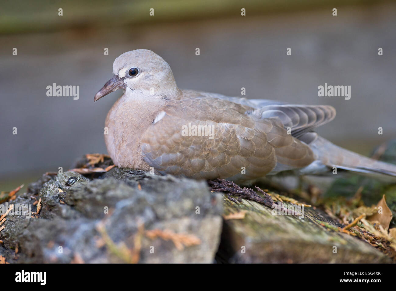 Juvenile Eurasian collared dove (Streptopelia decaocto) Stock Photo