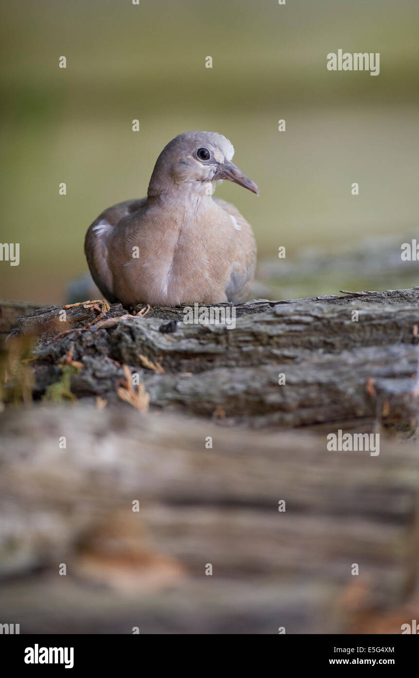 Juvenile Eurasian collared dove (Streptopelia decaocto Stock Photo Alamy