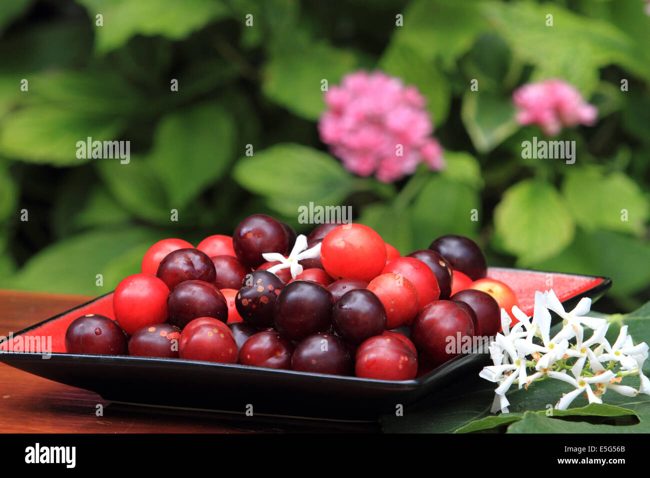 ripen wild plum on plate and jasmine, still life, Norfolk,UK Stock Photo