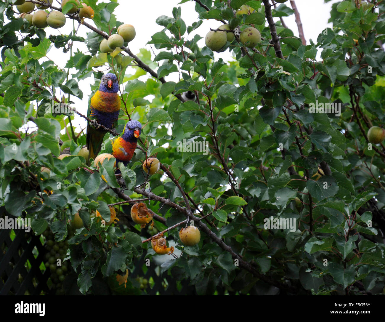 A pair of Australian Rainbow Lorikeet Rosella parrots eating fruit in summer apricot tree. Stock Photo