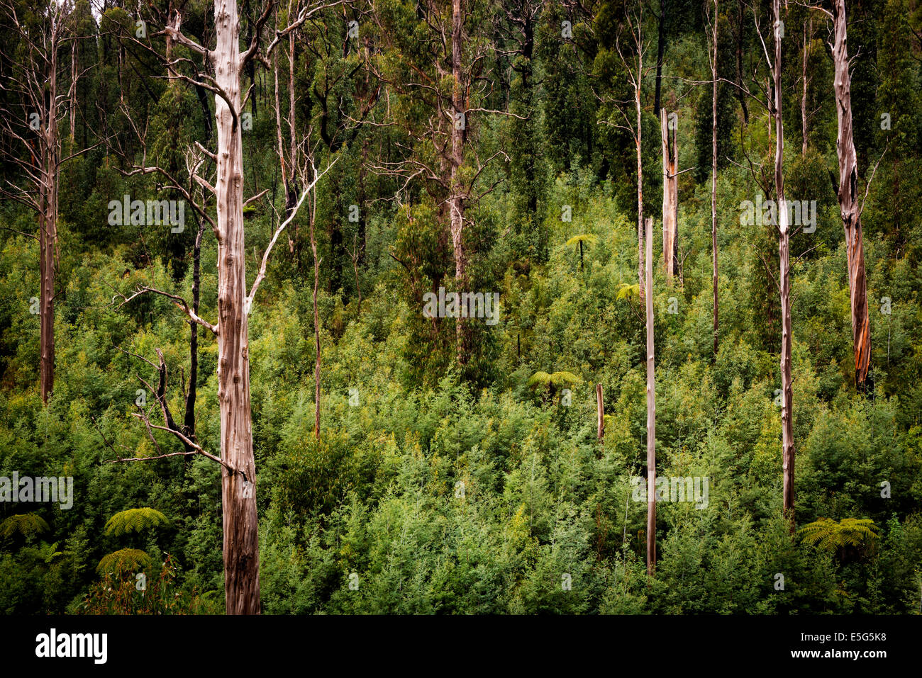 Australian forest scenic with ferns, ash and gum trees near Marysville, Victoria Stock Photo
