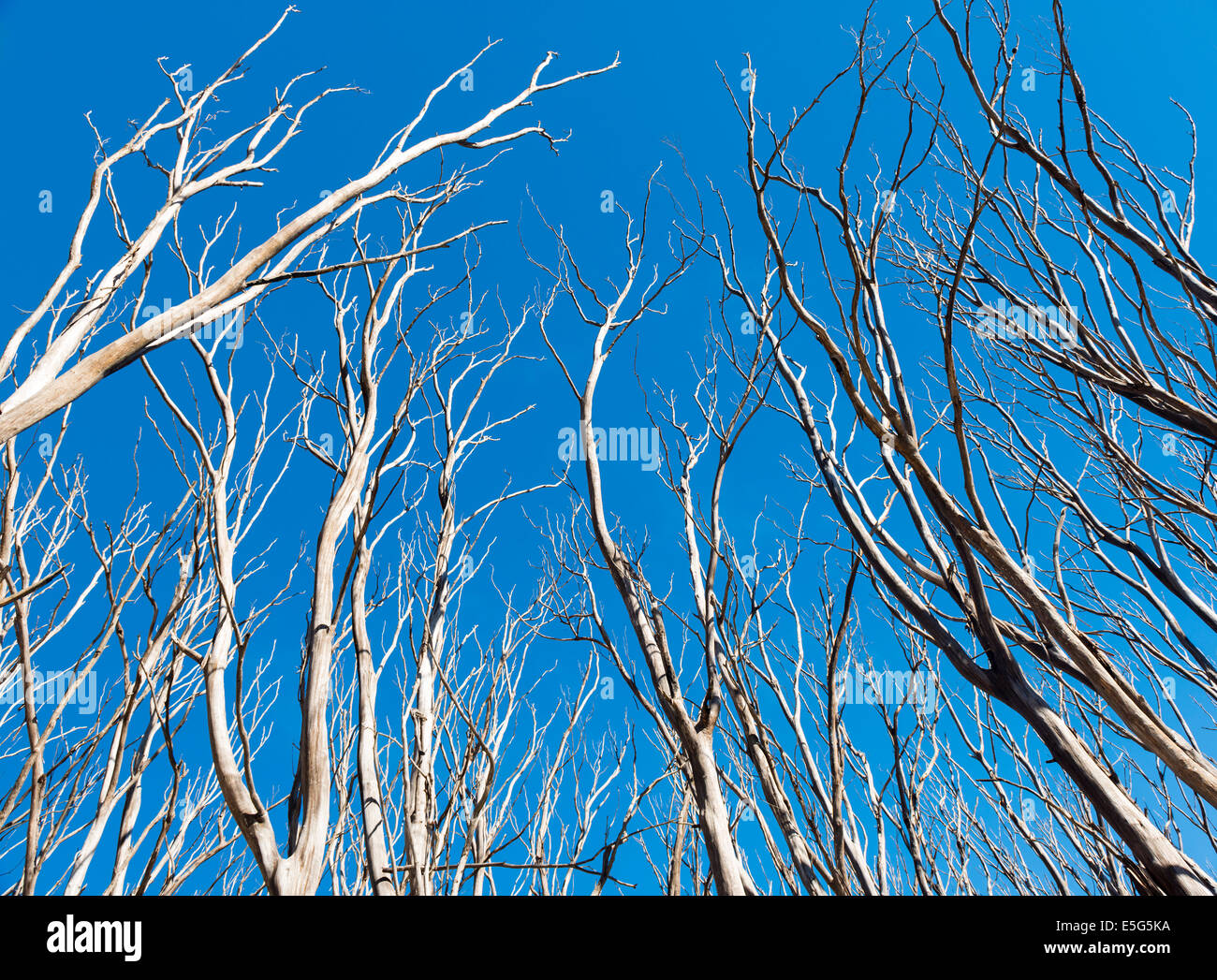 Dead trees without a single leaf after the Black Saturday bushfires in Victoria, Australia Stock Photo