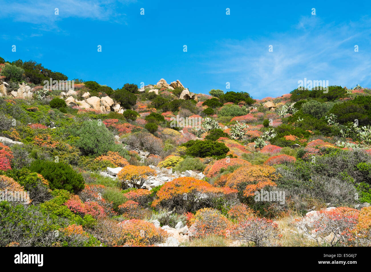 Mediterranean vegetation in spring in Villasimius, Sardinia, Italy Stock Photo