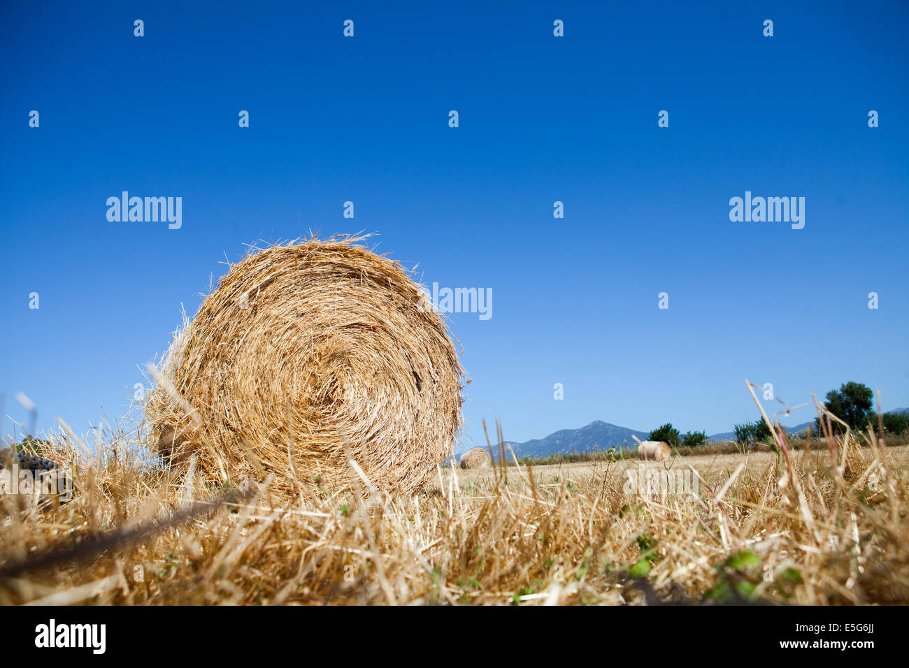 Hay bale in a field in Sardinia, Italy Stock Photo