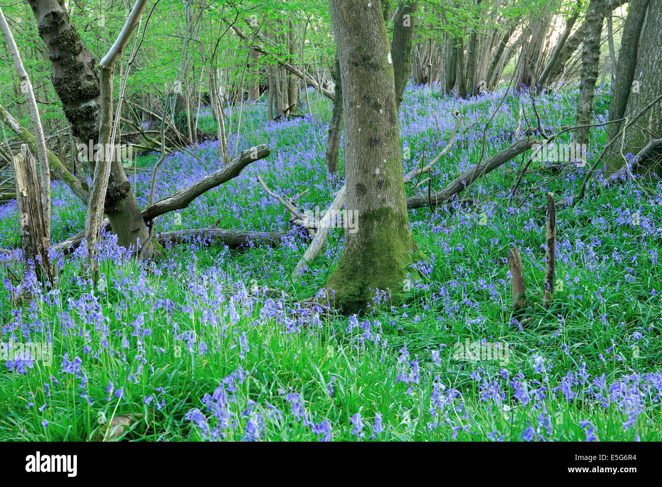 Spring English Bluebells in beech woodland near Turners Hill in West Sussex Stock Photo